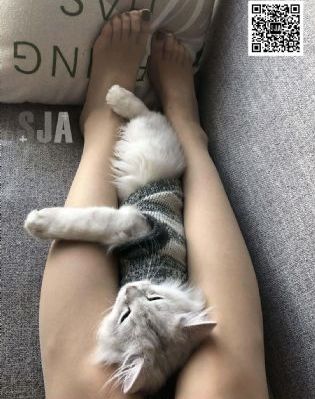 电视剧《潜伏》全集_BD英语在线观看高清